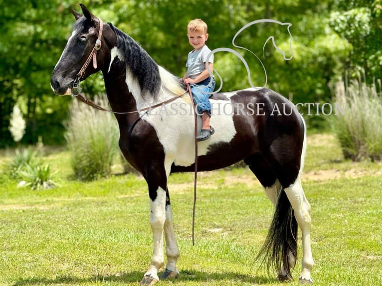 Tennessee konia Wałach 3 lat 152 cm Tobiano wszelkich maści in Whitley City, KY