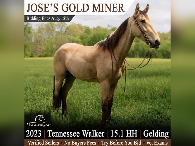 Tennessee konia Wałach 3 lat 155 cm Jelenia in Bowling Green, KY