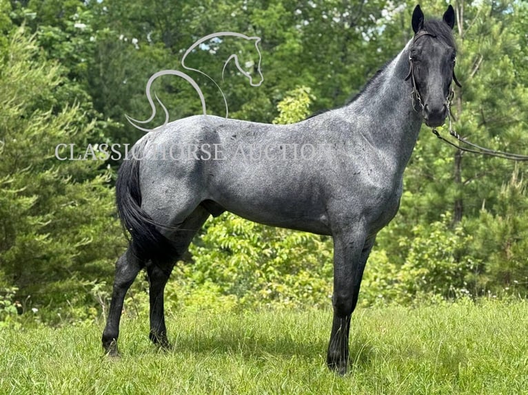 Tennessee konia Wałach 4 lat 152 cm Karodereszowata in Whitley City, KY