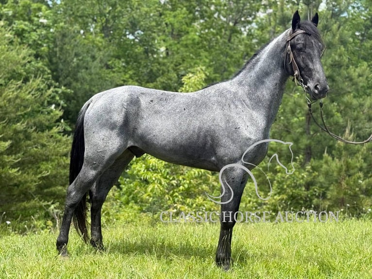 Tennessee konia Wałach 4 lat 152 cm Karodereszowata in Whitley City, KY