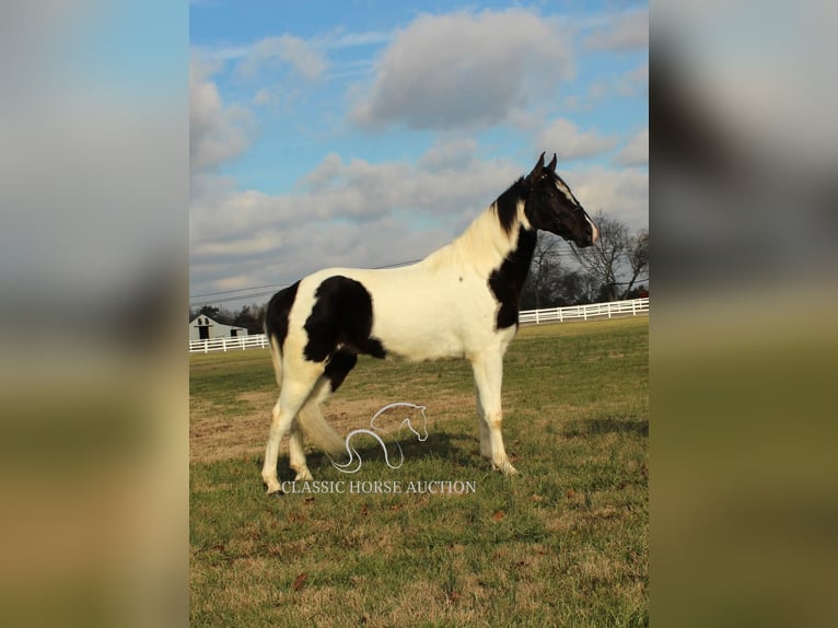 Tennessee konia Wałach 4 lat 152 cm in Lewisburg, TN