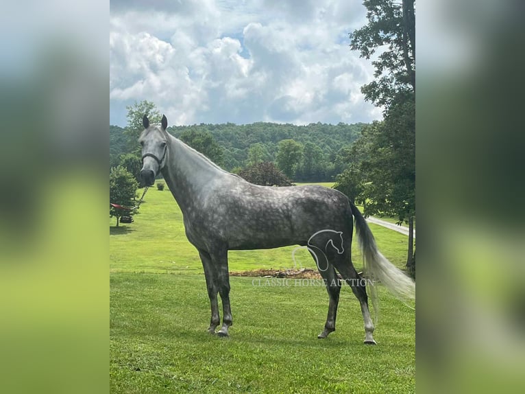 Tennessee konia Wałach 4 lat 152 cm Siwa in Gruetli Laager, TN