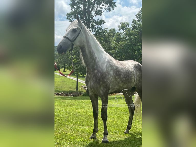 Tennessee konia Wałach 4 lat 152 cm Siwa in Gruetli Laager, TN