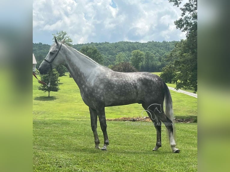 Tennessee konia Wałach 4 lat 152 cm Siwa in Gruetli Laager, TN