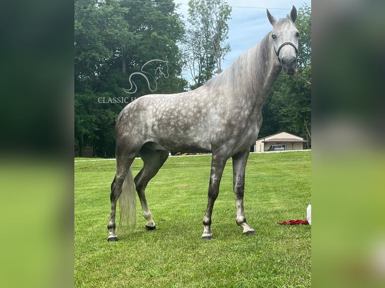 Tennessee konia Wałach 4 lat 152 cm Siwa in Gruetli Laager, TN