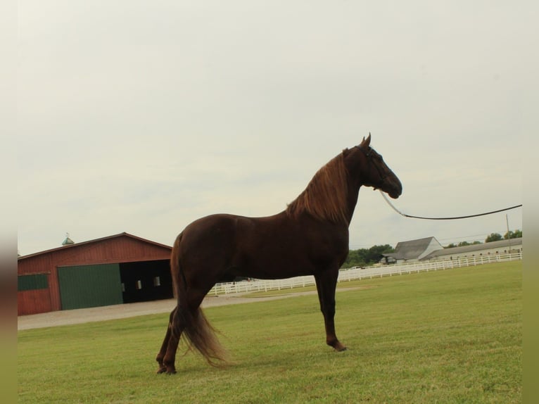 Tennessee konia Wałach 5 lat 142 cm Cisawa in Lewisburg, TN