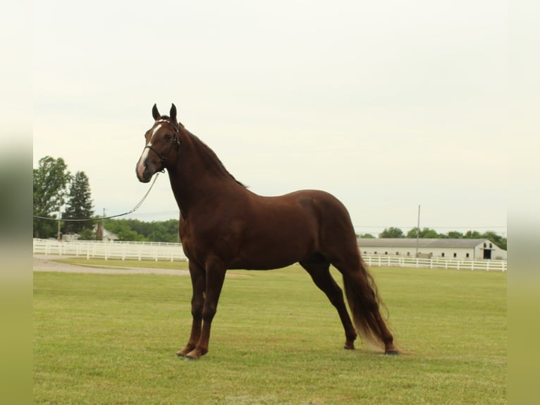Tennessee konia Wałach 5 lat 142 cm Cisawa in Lewisburg, TN