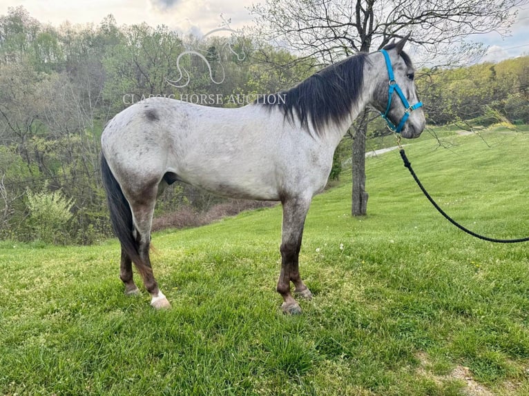 Tennessee konia Wałach 5 lat 142 cm Gniada in Grayson, KY