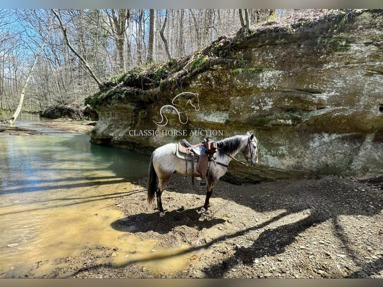 Tennessee konia Wałach 5 lat 142 cm Gniada in Grayson, KY