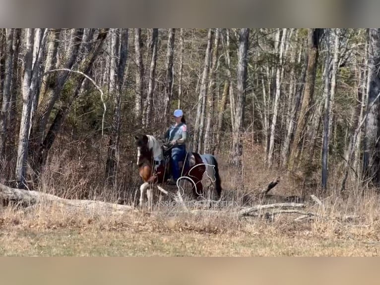 Tennessee konia Wałach 5 lat 142 cm Tobiano wszelkich maści in Lewisburg, TN