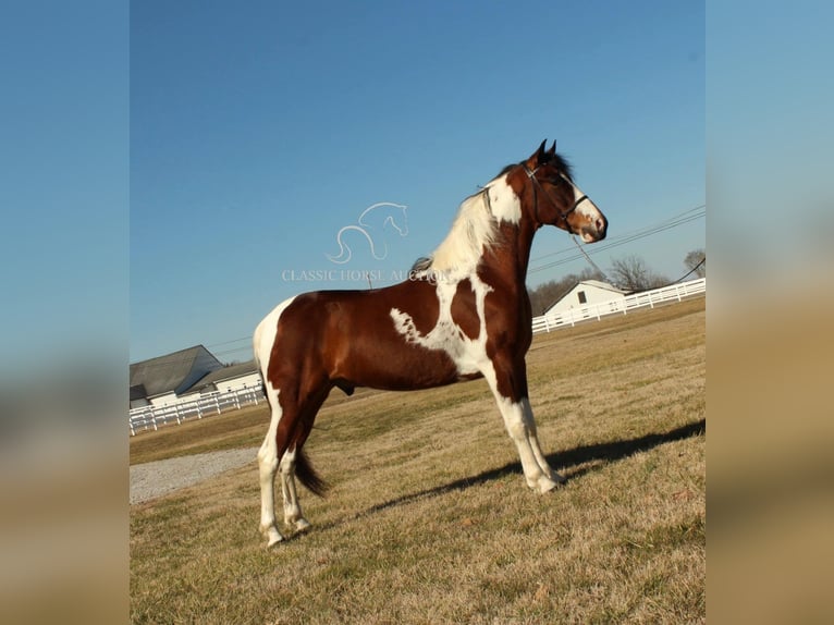 Tennessee konia Wałach 5 lat 142 cm Tobiano wszelkich maści in Lewisburg, TN