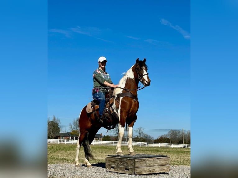 Tennessee konia Wałach 5 lat 142 cm Tobiano wszelkich maści in Lewisburg, TN