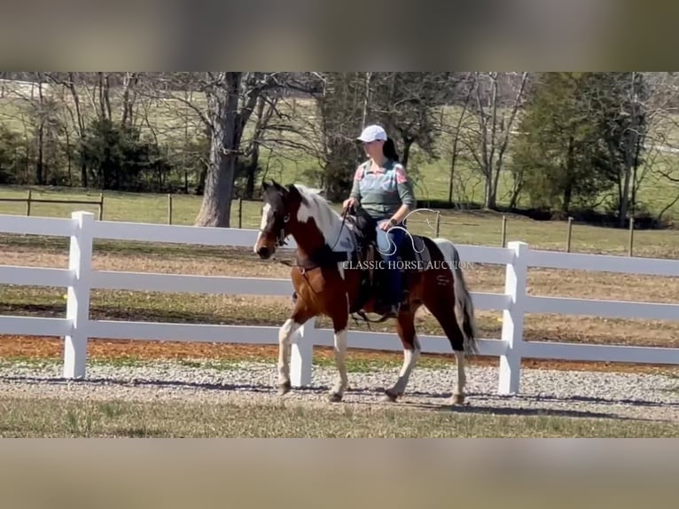 Tennessee konia Wałach 5 lat 142 cm Tobiano wszelkich maści in Lewisburg, TN