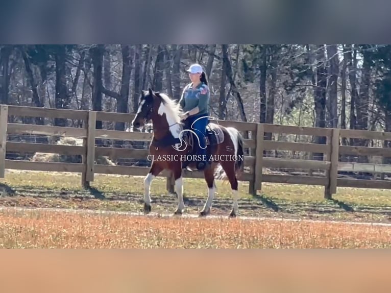 Tennessee konia Wałach 5 lat 142 cm Tobiano wszelkich maści in Lewisburg, TN