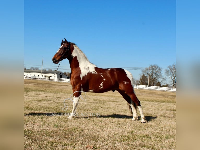 Tennessee konia Wałach 5 lat 142 cm Tobiano wszelkich maści in Lewisburg, TN