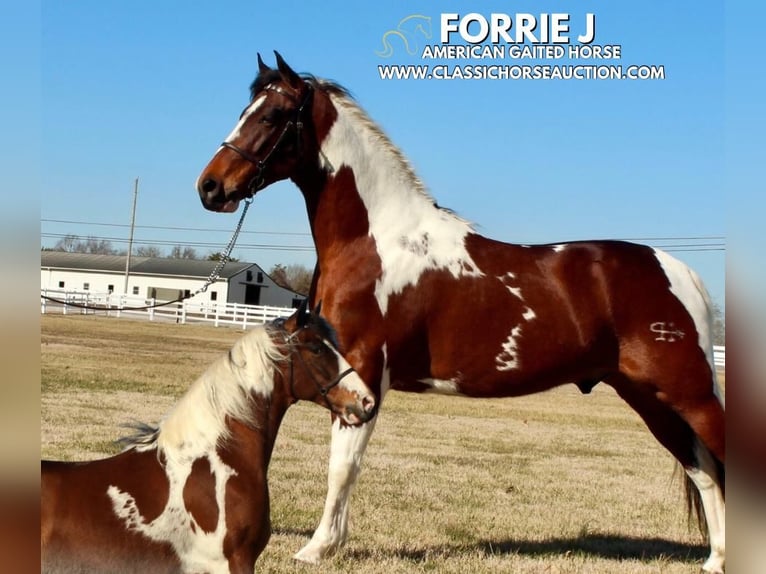 Tennessee konia Wałach 5 lat 142 cm Tobiano wszelkich maści in Lewisburg, TN