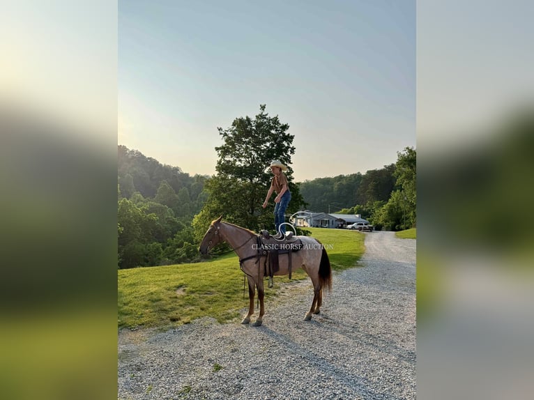 Tennessee konia Wałach 5 lat 152 cm Kasztanowatodereszowata in Rush, KY