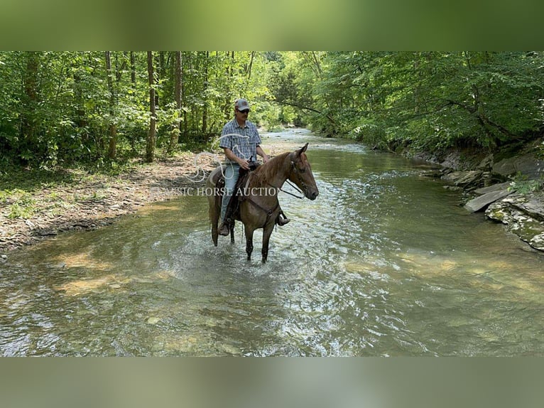 Tennessee konia Wałach 5 lat 152 cm Kasztanowatodereszowata in Rush, KY