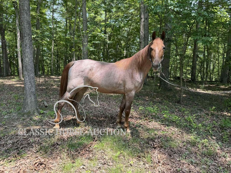 Tennessee konia Wałach 5 lat 152 cm Kasztanowatodereszowata in Rush, KY