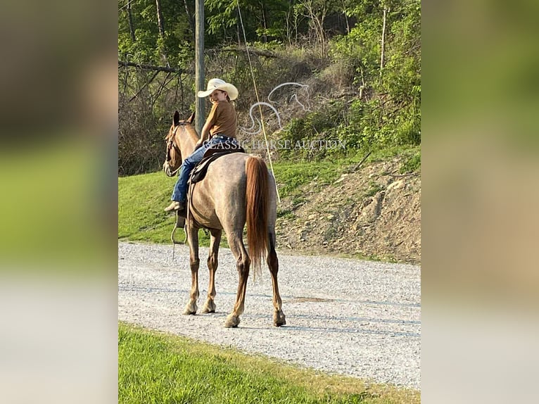 Tennessee konia Wałach 5 lat 152 cm Kasztanowatodereszowata in Rush, KY