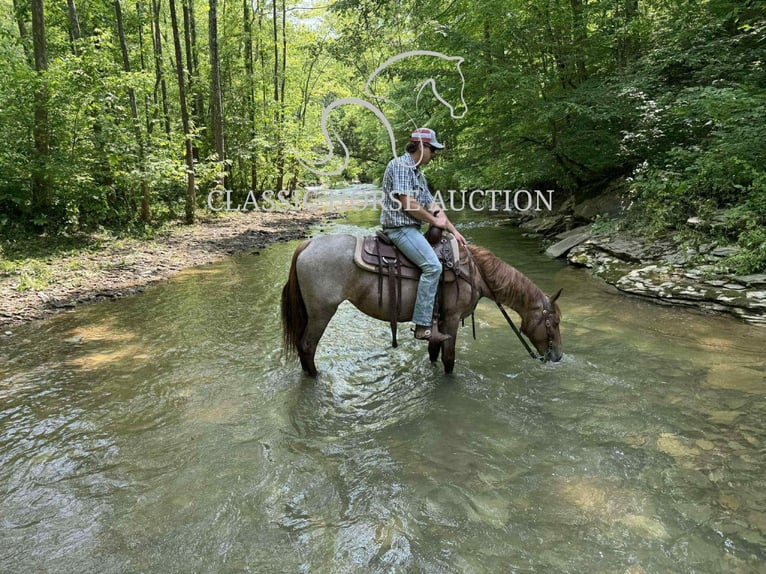 Tennessee konia Wałach 5 lat 152 cm Kasztanowatodereszowata in Rush, KY