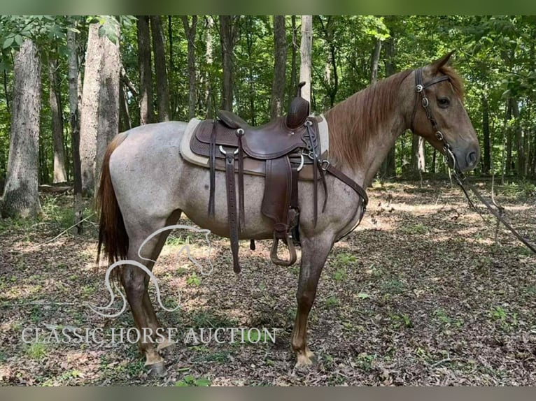 Tennessee konia Wałach 5 lat 152 cm Kasztanowatodereszowata in Rush, KY