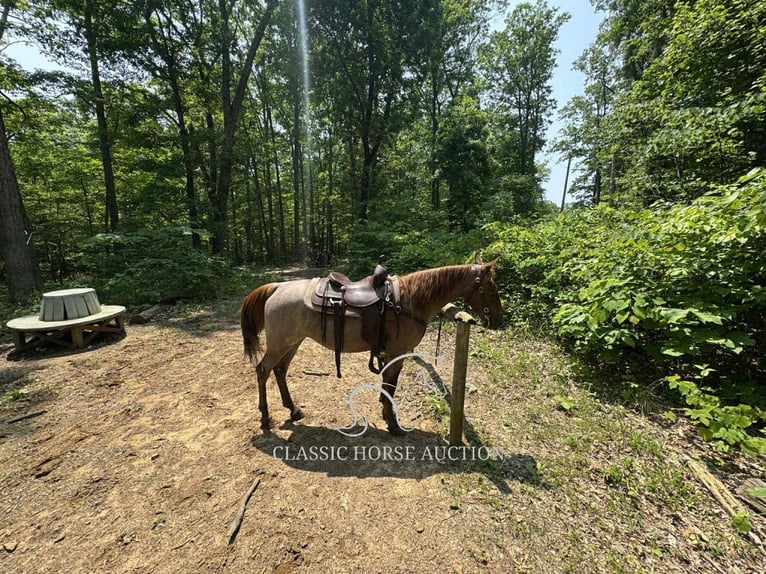 Tennessee konia Wałach 5 lat 152 cm Kasztanowatodereszowata in Rush, KY