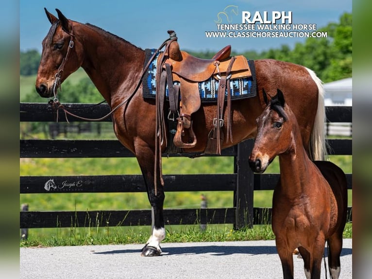 Tennessee konia Wałach 5 lat 152 cm Tobiano wszelkich maści in Greensburg, KY