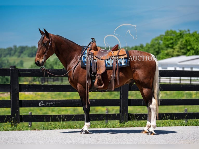 Tennessee konia Wałach 5 lat 152 cm Tobiano wszelkich maści in Greensburg, KY