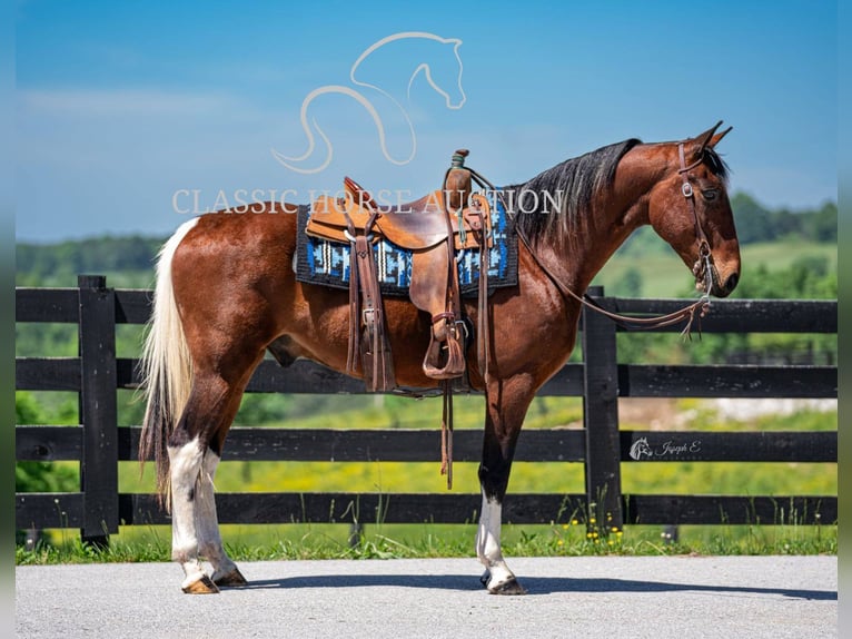 Tennessee konia Wałach 5 lat 152 cm Tobiano wszelkich maści in Greensburg, KY