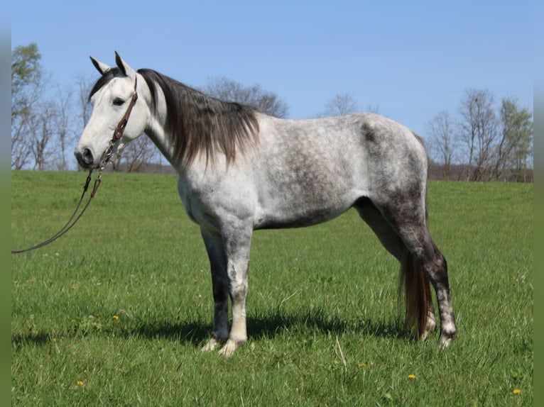 Tennessee konia Wałach 6 lat 142 cm Siwa in Mount Vernon, KY