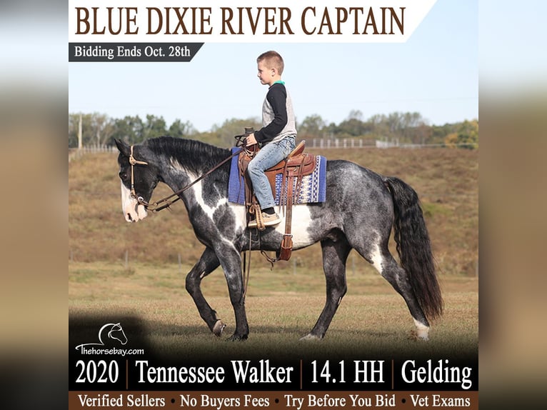 Tennessee konia Wałach 6 lat 145 cm Overo wszelkich maści in Parkers Lake, KY