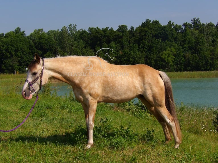 Tennessee konia Wałach 6 lat 152 cm Jelenia in Syracuse, IN