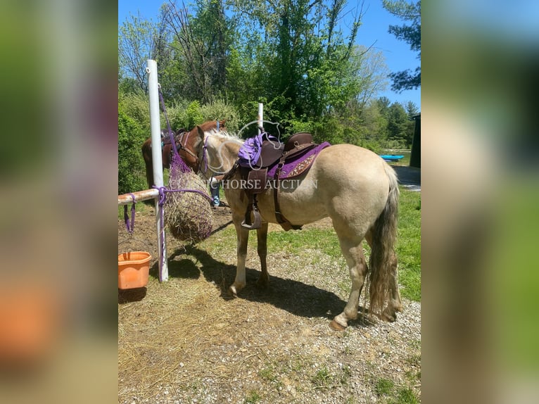 Tennessee konia Wałach 6 lat 152 cm Jelenia in Syracuse, IN