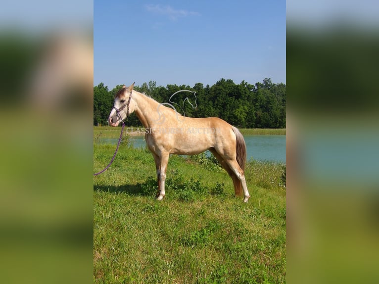Tennessee konia Wałach 6 lat 152 cm Jelenia in Syracuse, IN