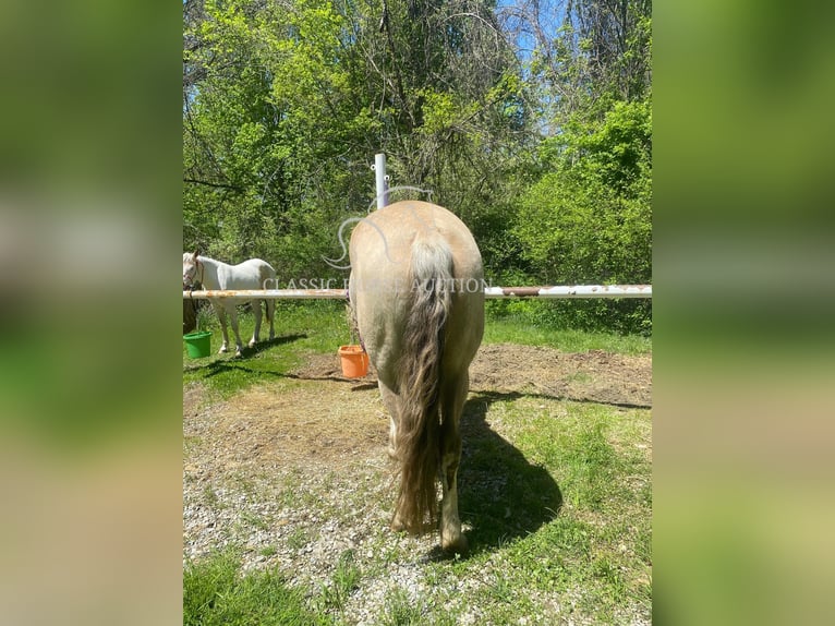 Tennessee konia Wałach 6 lat 152 cm Jelenia in Syracuse, IN