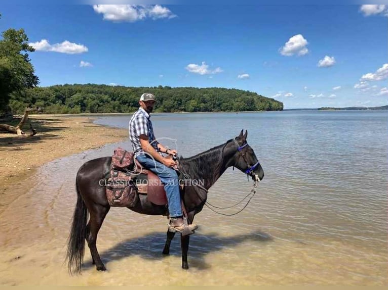 Tennessee konia Wałach 6 lat 152 cm Kara in Pine Knot, KY
