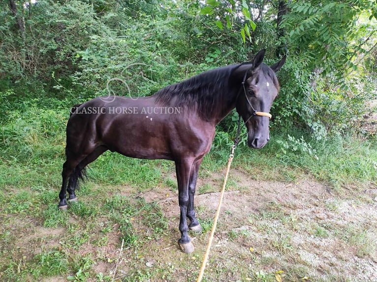 Tennessee konia Wałach 6 lat 152 cm Kara in Pine Knot, KY