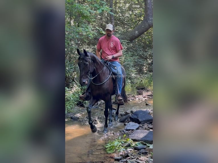 Tennessee konia Wałach 6 lat 152 cm Kara in Pine Knot, KY
