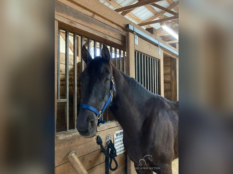 Tennessee konia Wałach 6 lat 152 cm in Kannapolis, NC