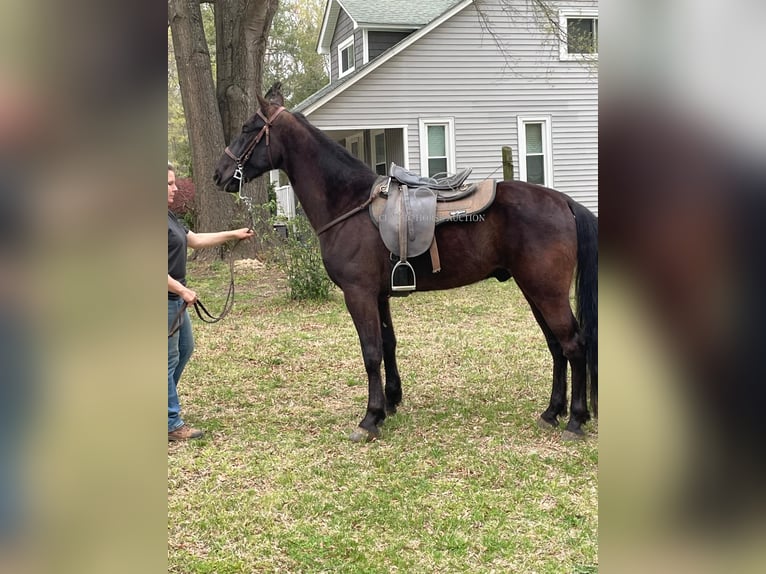 Tennessee konia Wałach 6 lat 152 cm in Kannapolis, NC