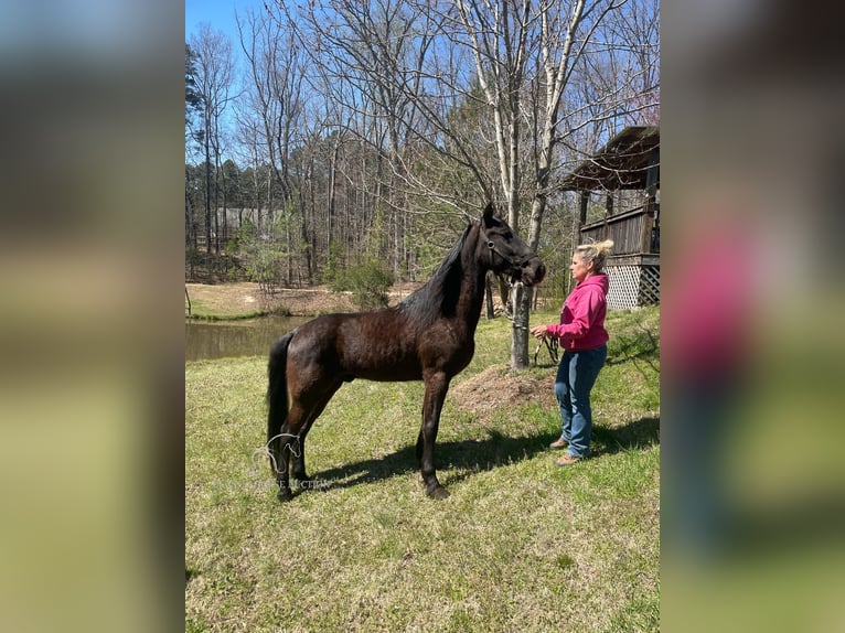 Tennessee konia Wałach 6 lat 152 cm in Kannapolis, NC