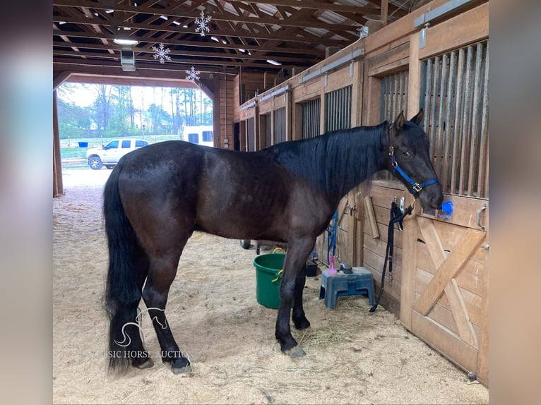 Tennessee konia Wałach 6 lat 152 cm in Kannapolis, NC