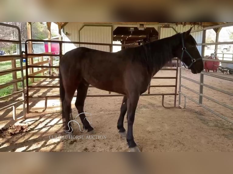 Tennessee konia Wałach 6 lat 152 cm in Kannapolis, NC