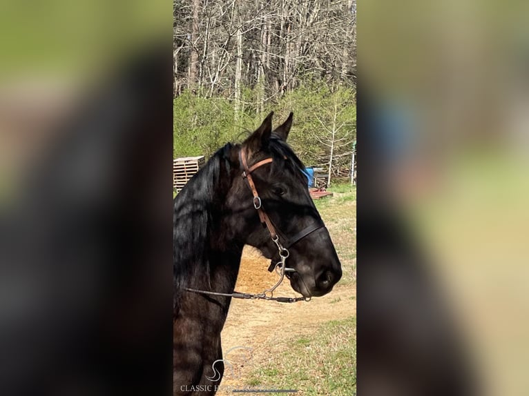 Tennessee konia Wałach 6 lat 152 cm in Kannapolis, NC