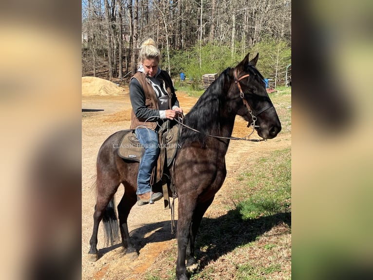 Tennessee konia Wałach 6 lat 152 cm in Kannapolis, NC