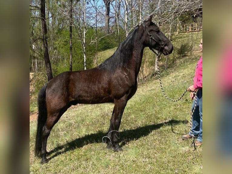 Tennessee konia Wałach 6 lat 152 cm in Kannapolis, NC
