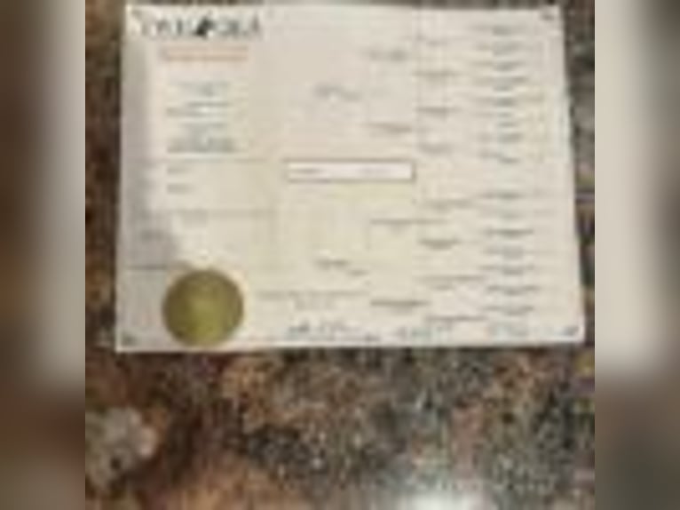 Tennessee konia Wałach 6 lat 157 cm Kara in Glassy Creek KY