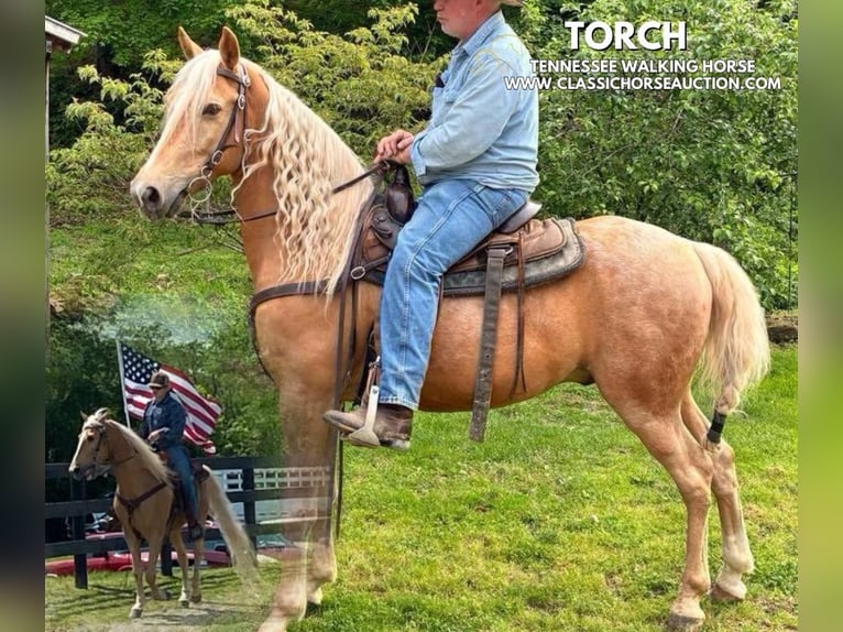 Tennessee konia Wałach 8 lat 152 cm Izabelowata in Grayson, ky