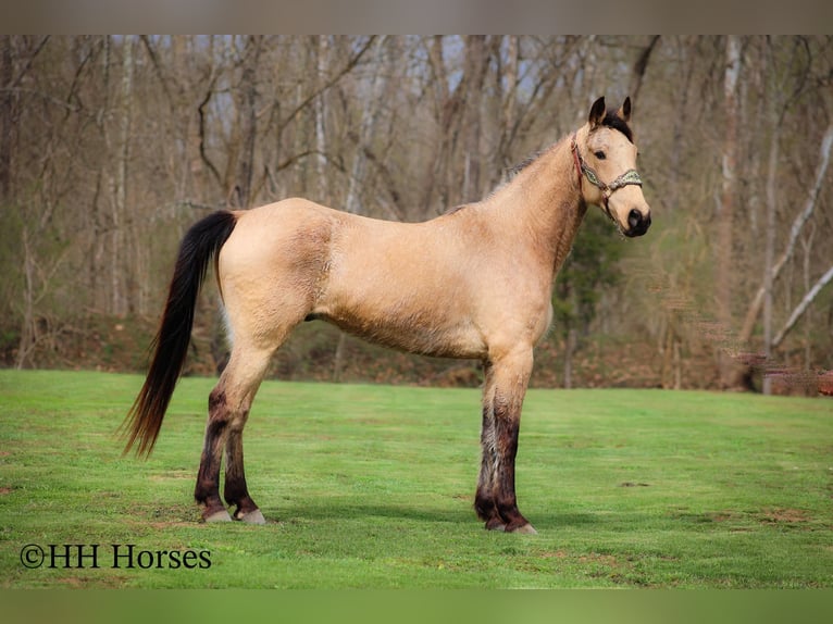 Tennessee konia Wałach 8 lat 152 cm Jelenia in Flemingsburg KY